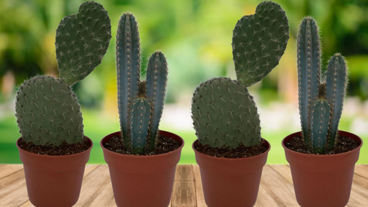 Cactus Opuntia & Pilosocereus