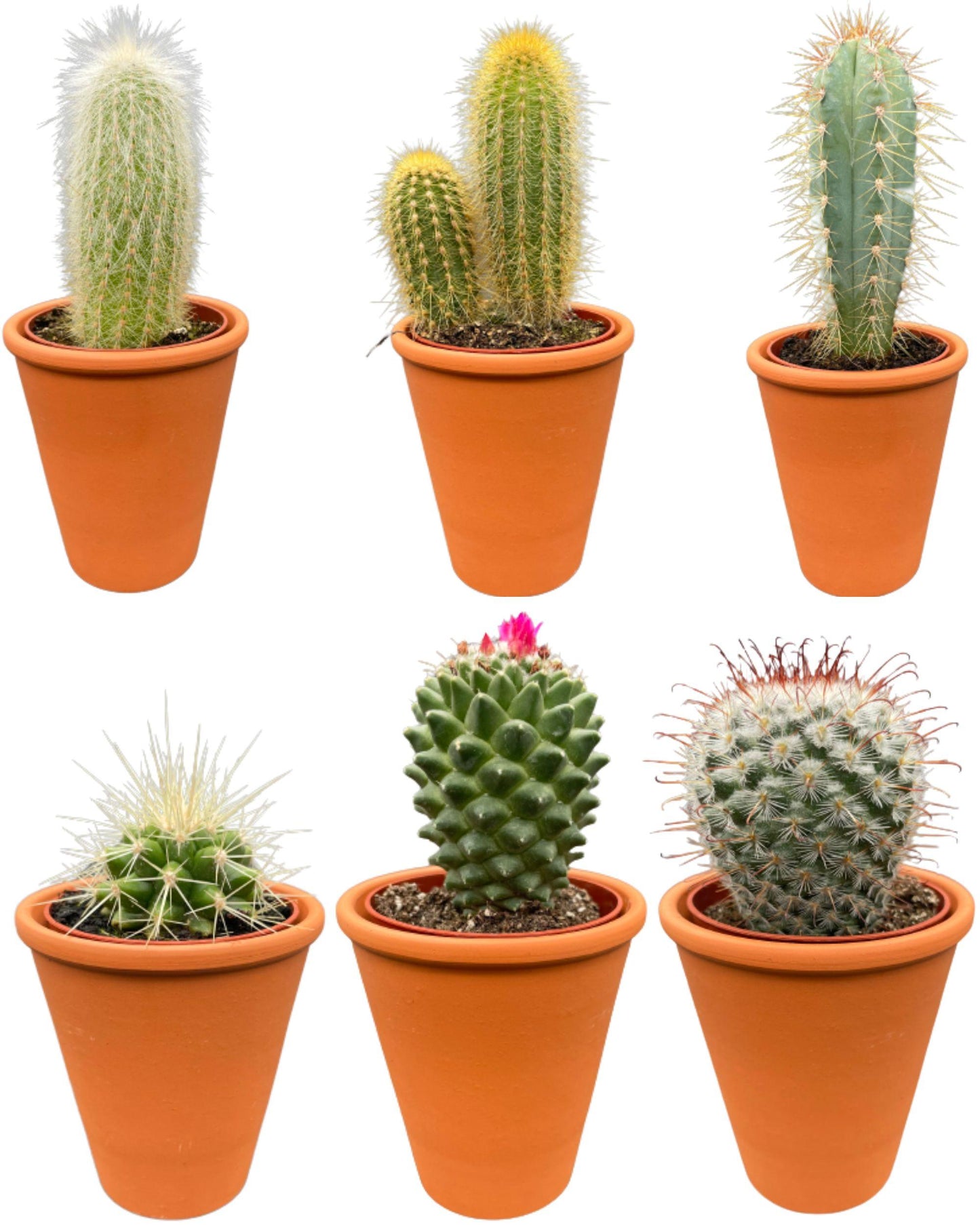 Cactus Mix - ↕8-15cm (6 Stuks) - Zonder pot