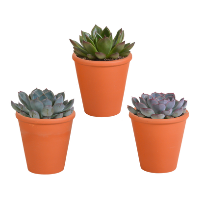 Echeveria mix (3 stuks) - ↕12-15cm - in Mexicaanse pot