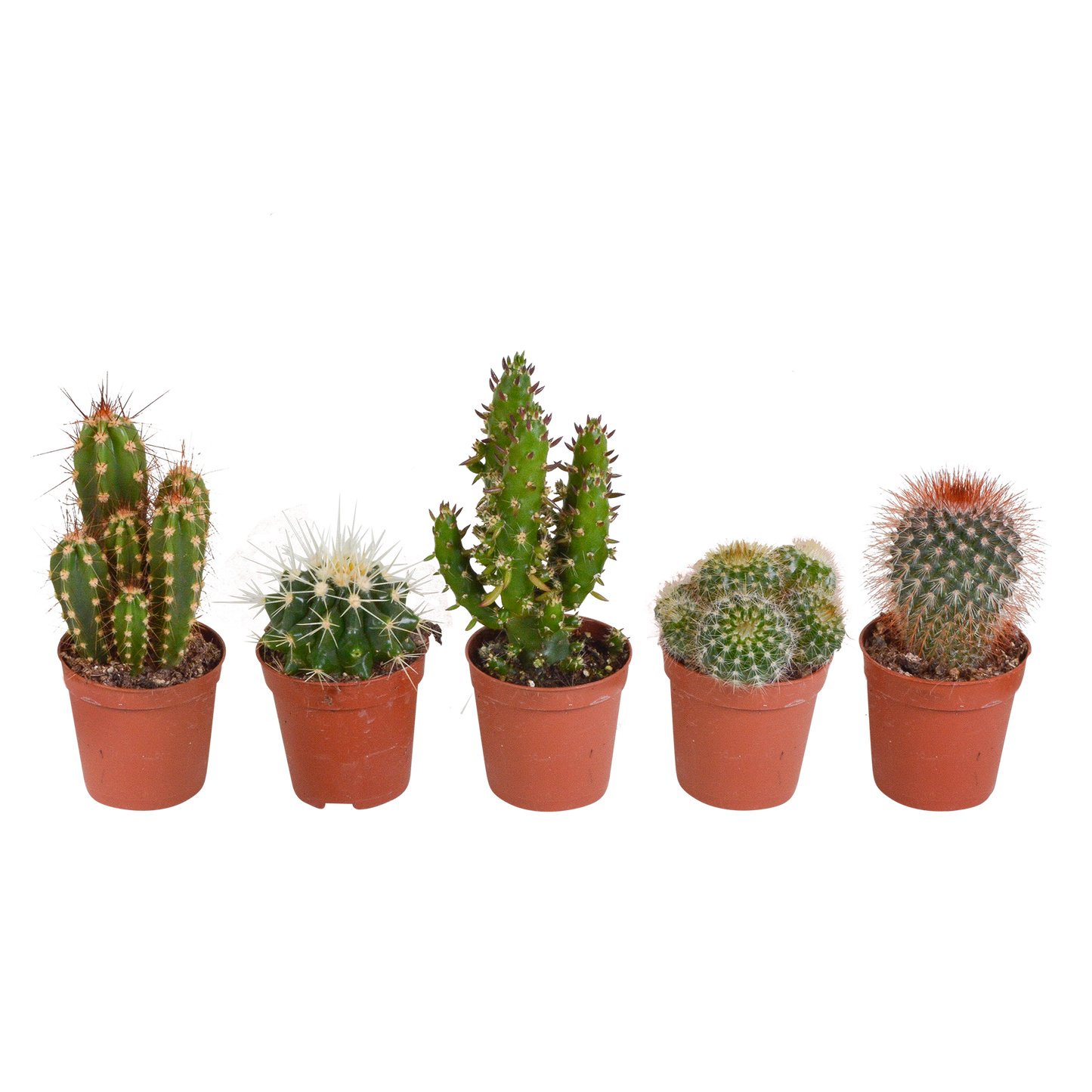 Cactus mix ↕10-15cm (5 Stuks) - in gekleurde plastic pot