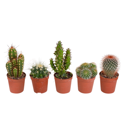 Cactus mix ↕10-15cm (5 Stuks) - in gekleurde plastic pot