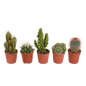 Cactus mix ↕10-15cm (5 Stuks) - in gekleurde plastic pot