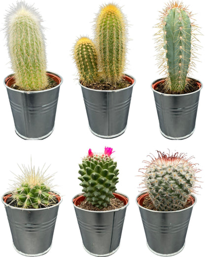 Cactus Mix - ↕8-15cm (6 Stuks) - Zonder pot