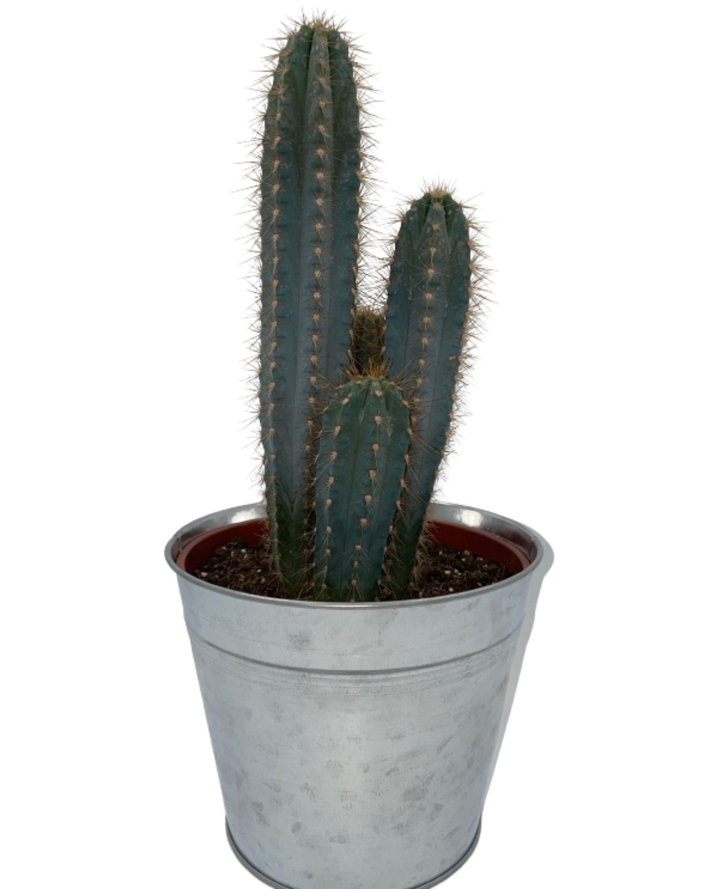 Cactus- Pilosocereus Azerues - ↕30-40cm - Zonder pot