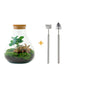 DIY terrarium - Sammie Coffea - ↕ 27 cm - Normal