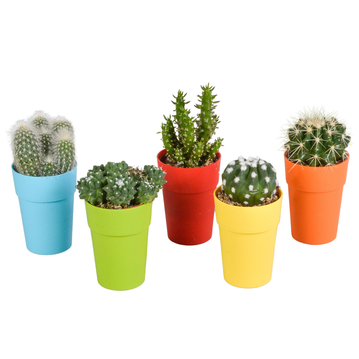 Cactus mix ↕8-13cm (5 Stuks) - in witte pot