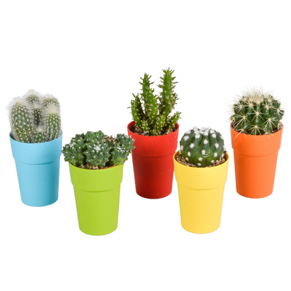 Cactus mix ↕8-13cm (5 Stuks) - in witte pot