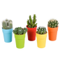 Cactus mix ↕8-13cm (5 Stuks) - in witte pot