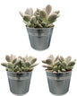 Succulenten- Pachyphytum Oviferum - ↕15-20cm (3 Stuks) - Zonder pot