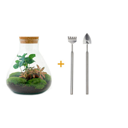 DIY terrarium - Sammie Coffea - ↕ 27 cm - Rake + Shovel + Tweezer