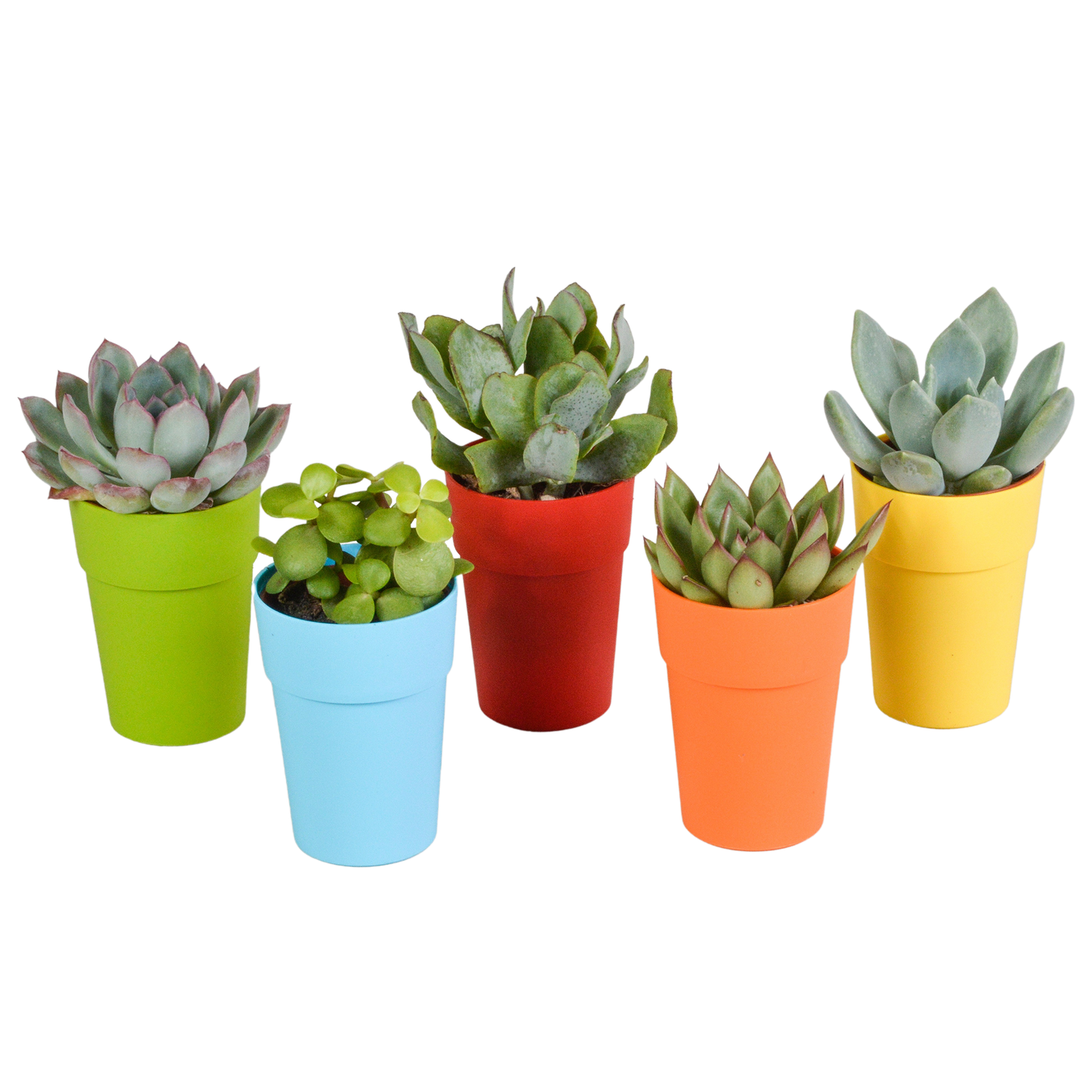 Vetplanten mix ↕8-13cm (5 Stuks) - in Mexicaanse pot