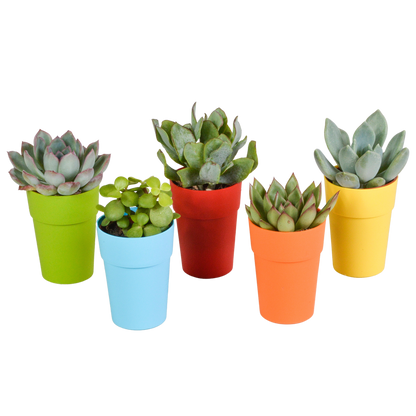 Vetplanten mix ↕8-13cm (5 Stuks) - in Mexicaanse pot