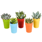 Vetplanten mix ↕8-13cm (5 Stuks) - in Mexicaanse pot