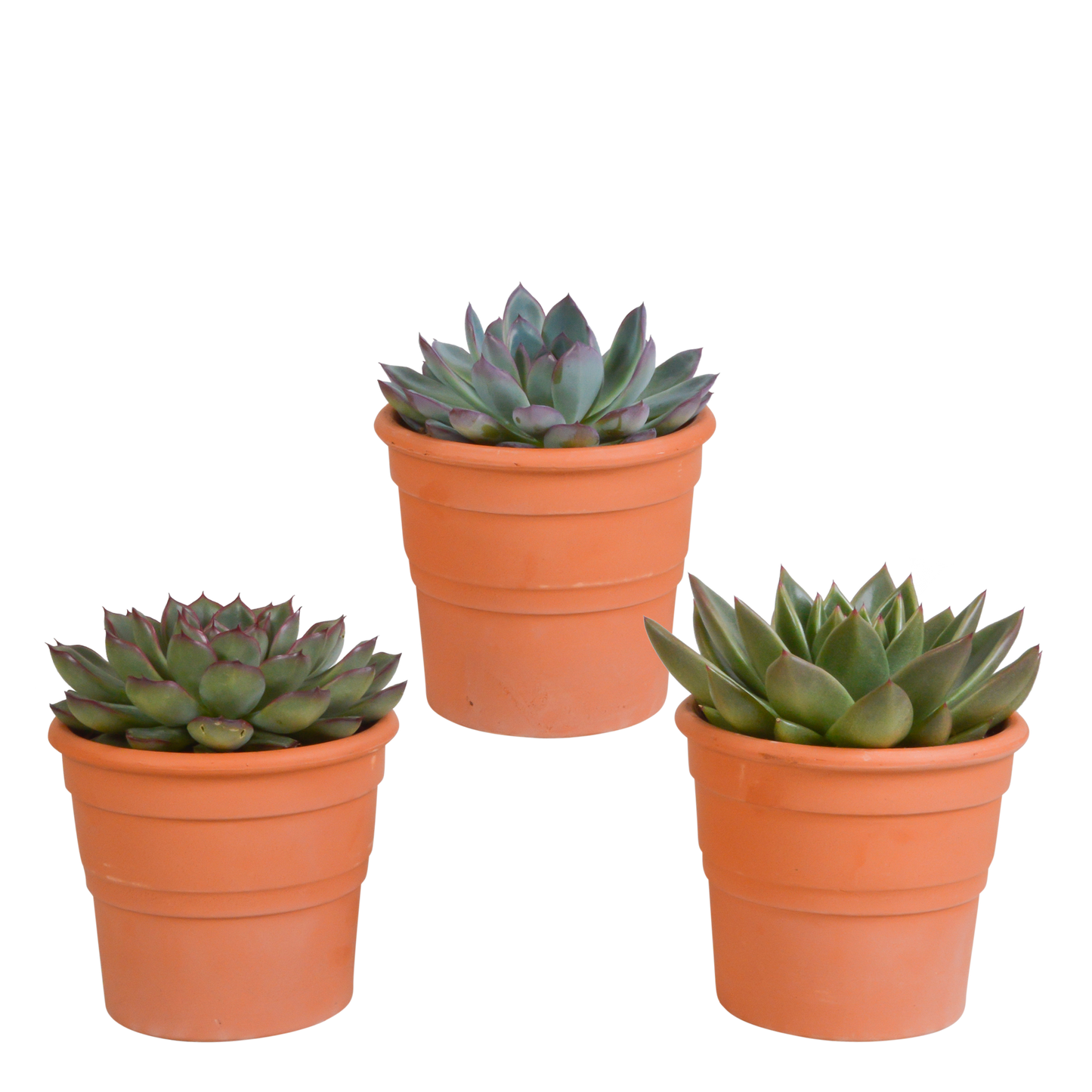 Echeveria mix (3 stuks) - ↕12,5-20cm - in witte pot