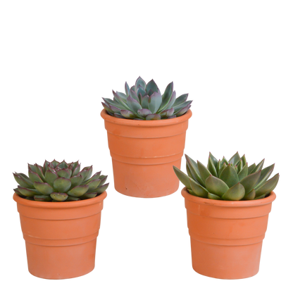 Echeveria mix (3 stuks) - ↕12,5-20cm - in witte pot