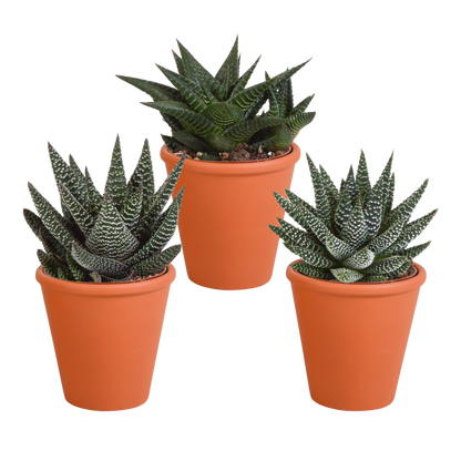 Gasteria/Haworthia mix (3 stuks) - ↕13-18cm - zonder pot