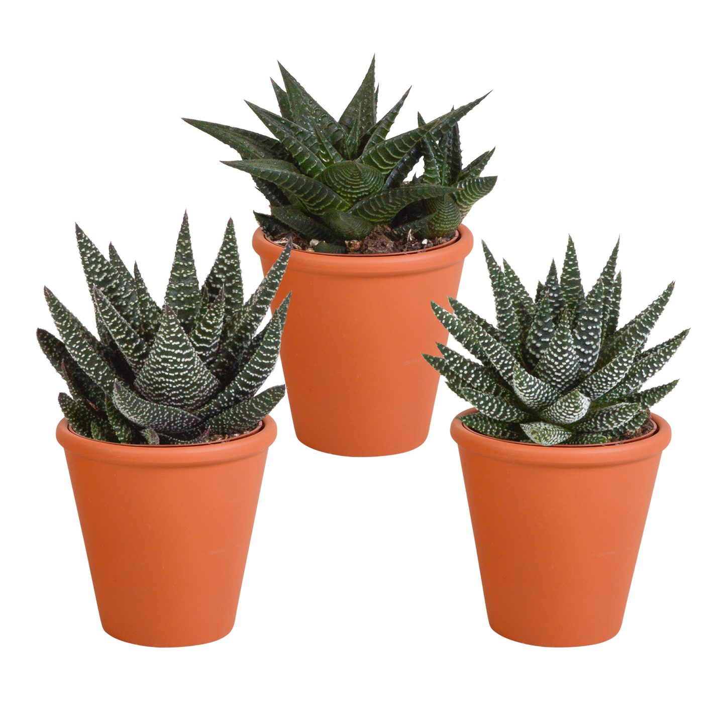 Gasteria/Haworthia mix (3 stuks) - ↕13-18cm - in Mexicaanse pot