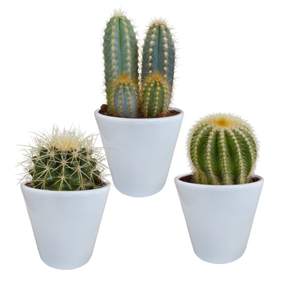 Cactus mix ↕13-18cm (3 Stuks) - in terracotta pot