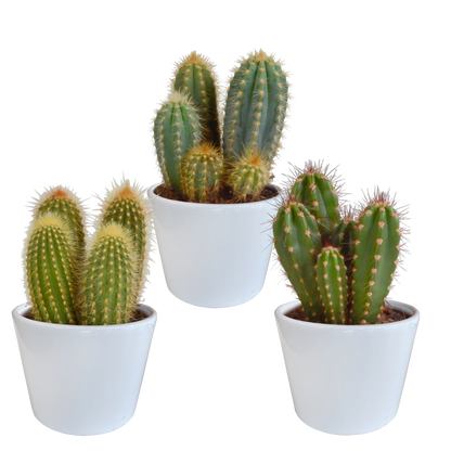 Cereus mix ↕15-25cm (3 Stuks) - zonder pot