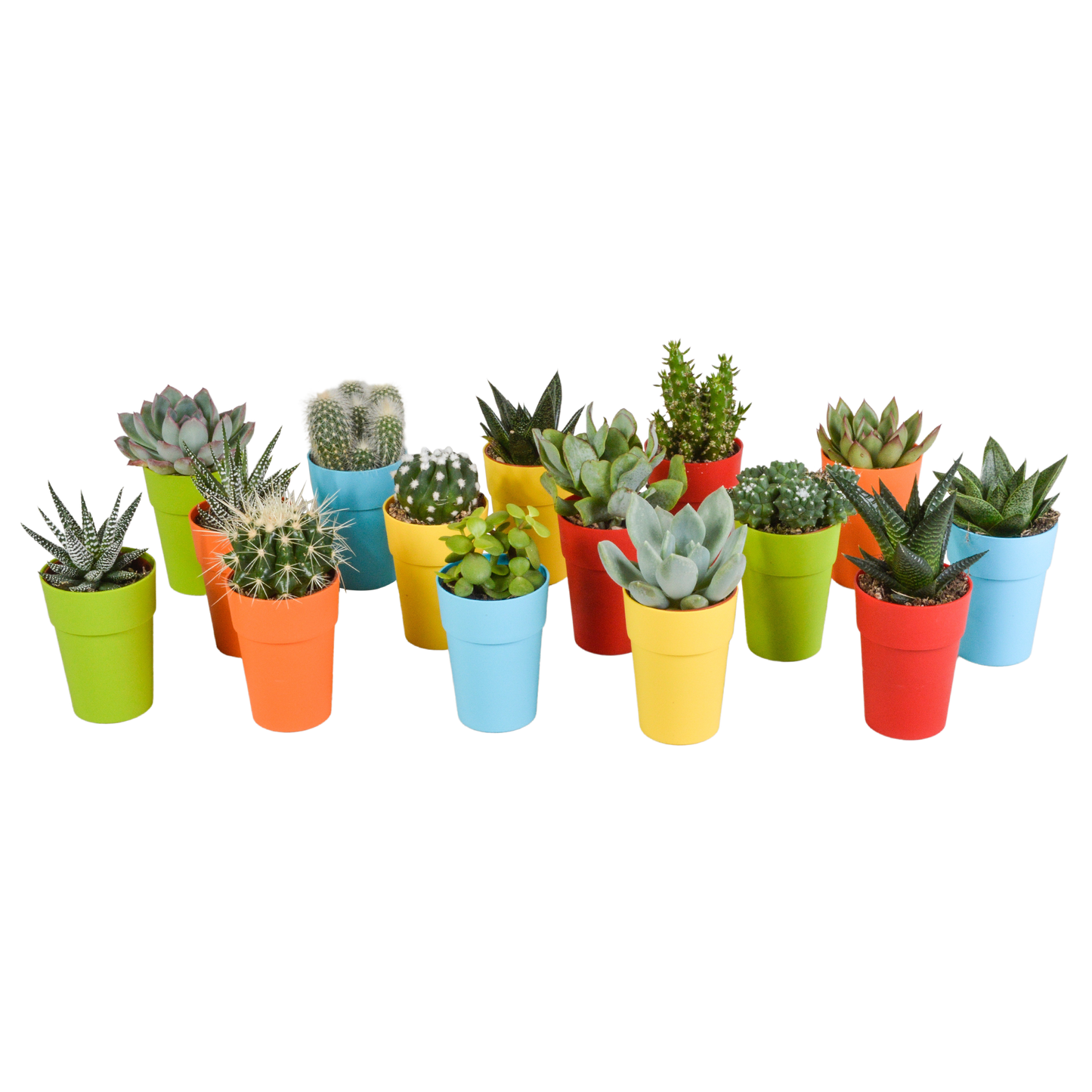 Cactus en vetplanten mix | 15 stuks - in witte pot