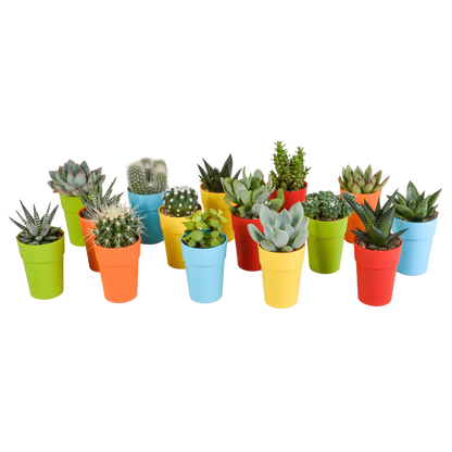 Cactus en vetplanten mix | 15 stuks - in witte pot