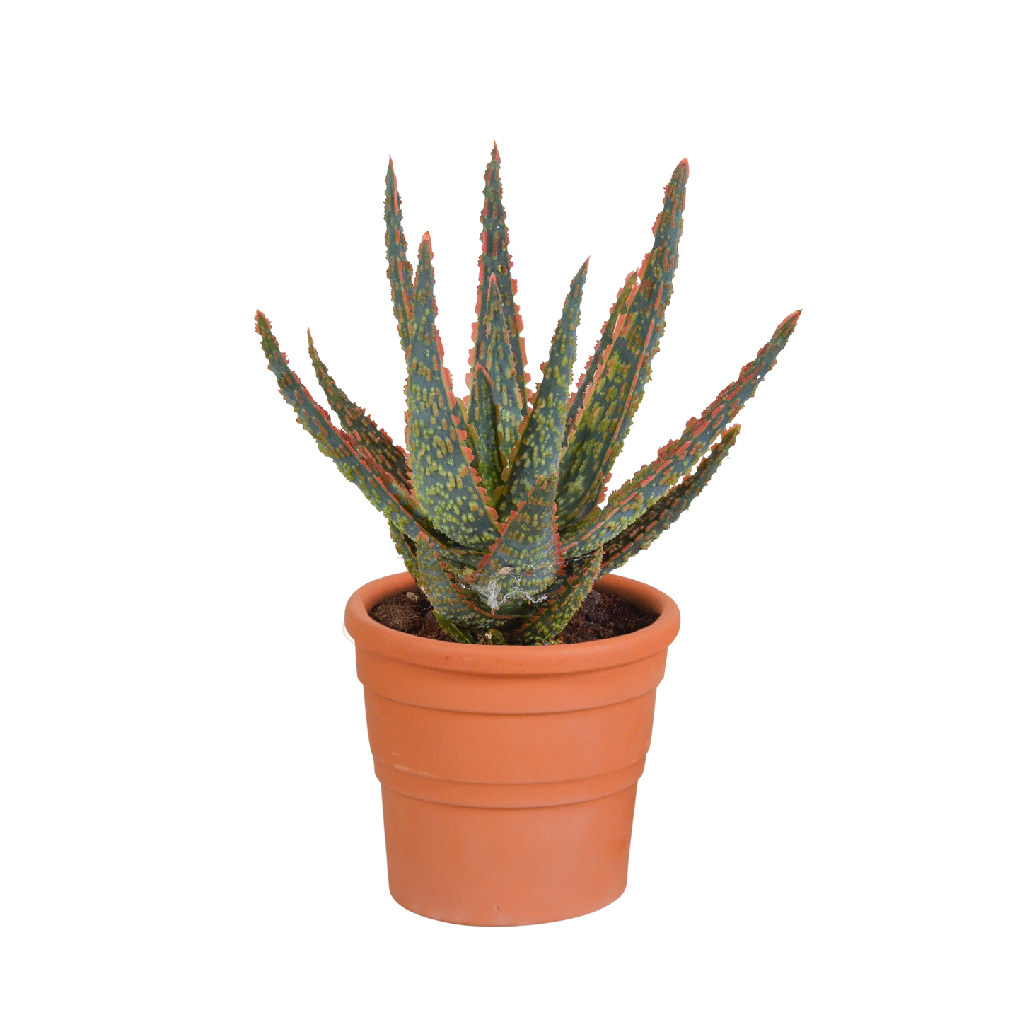 Aloë zebrina Dannyz ↕18cm - zonder pot