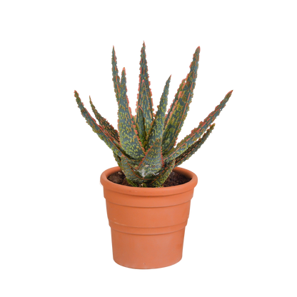 Aloë zebrina Dannyz ↕18cm - zonder pot