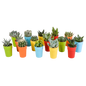 Cactus en vetplanten mix | 15 stuks - in Mexicaanse pot