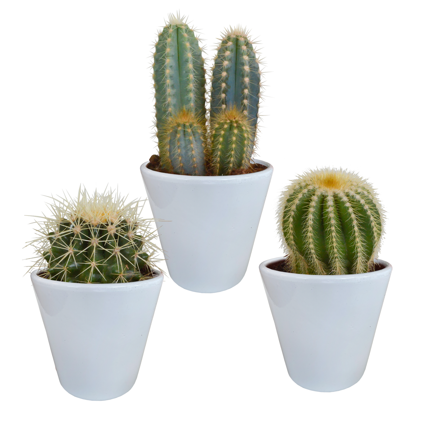 Cactus mix ↕16-21cm (3 Stuks) - in Mexicaanse pot