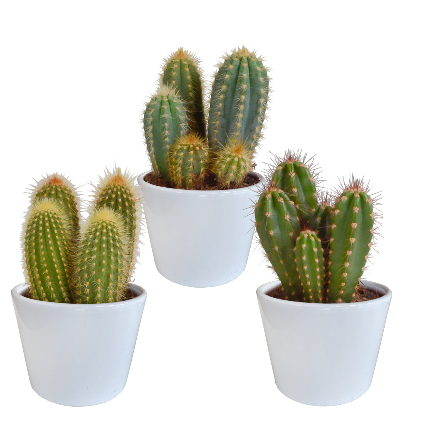 Cereus mix ↕15-25cm (3 Stuks) - in Mexicaanse pot