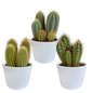 Cereus mix ↕15-25cm (3 Stuks) - in Mexicaanse pot