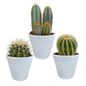 Cactus mix ↕13-18cm (3 Stuks) - zonder pot