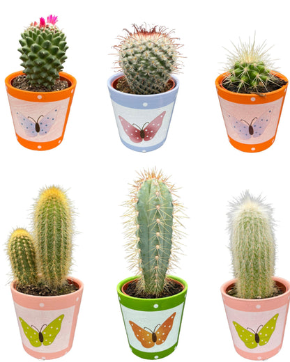 Cactus Mix - ↕8-15cm (6 Stuks) - Zonder pot