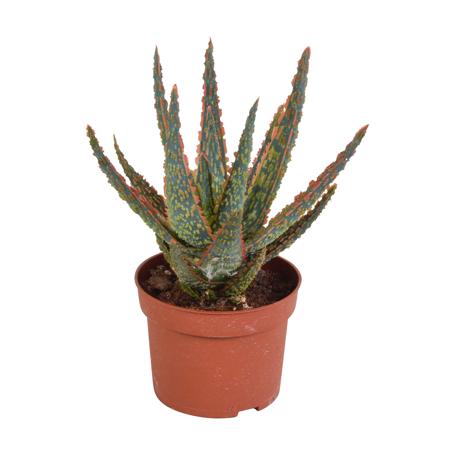 Aloë zebrina Dannyz ↕18cm - terracotta