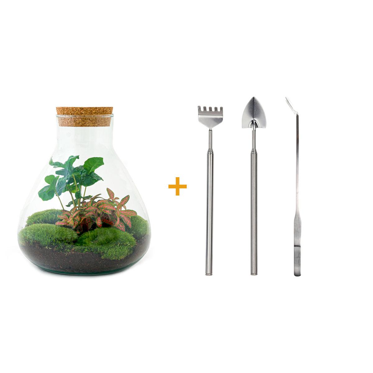 DIY terrarium - Sammie Coffea - ↕ 27 cm - Rake + Shovel