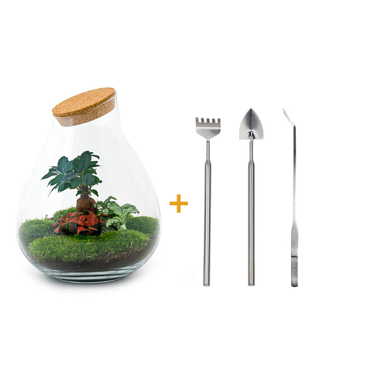 DIY terrarium - Drop XL Bonsai -↕ 37 cm - Rake + Shovel + Tweezer + Scissors