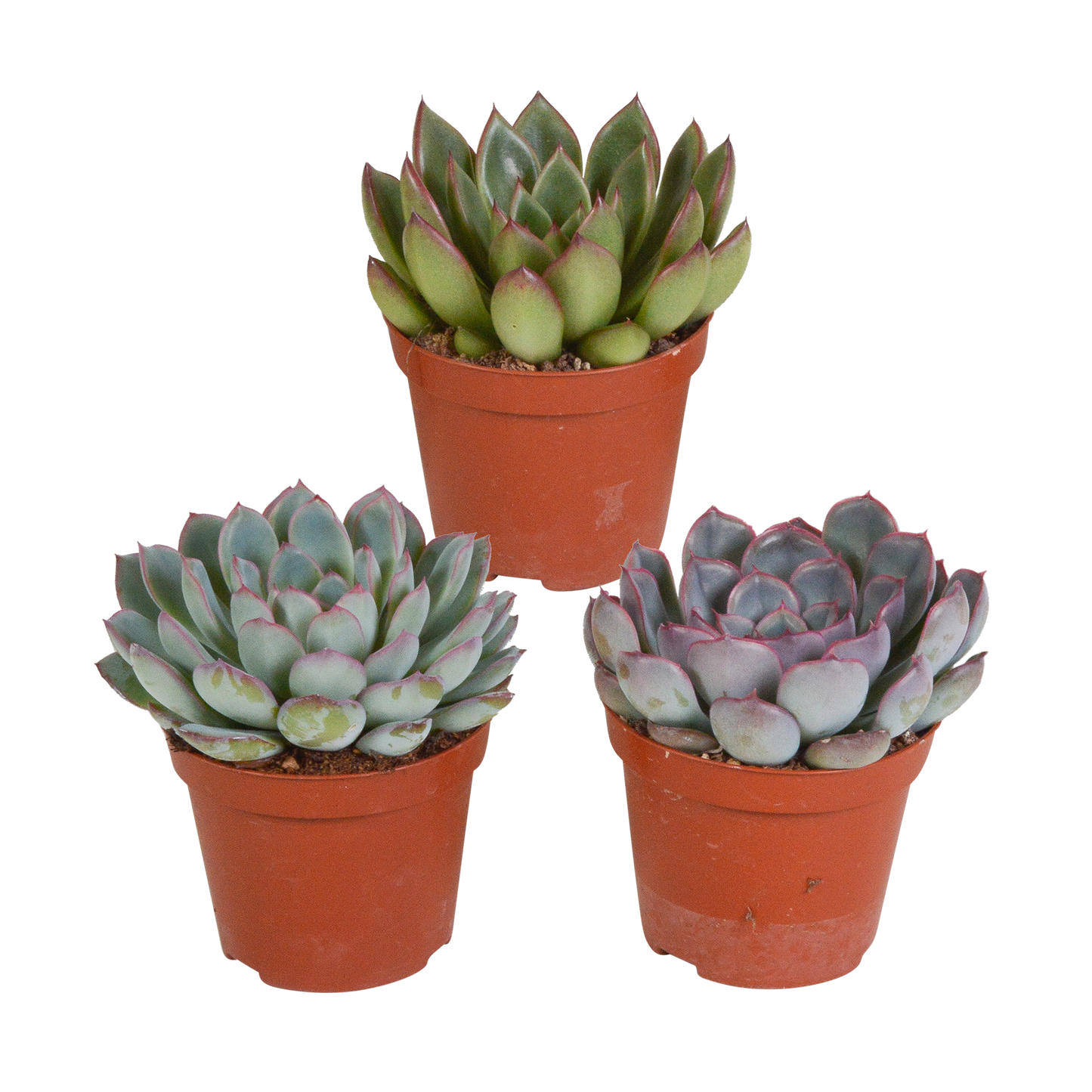 Echeveria mix (3 stuks) - ↕12-15cm - in terracotta pot