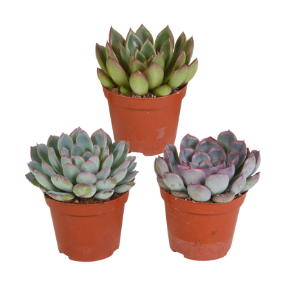 Echeveria mix (3 stuks) - ↕12-15cm - in terracotta pot