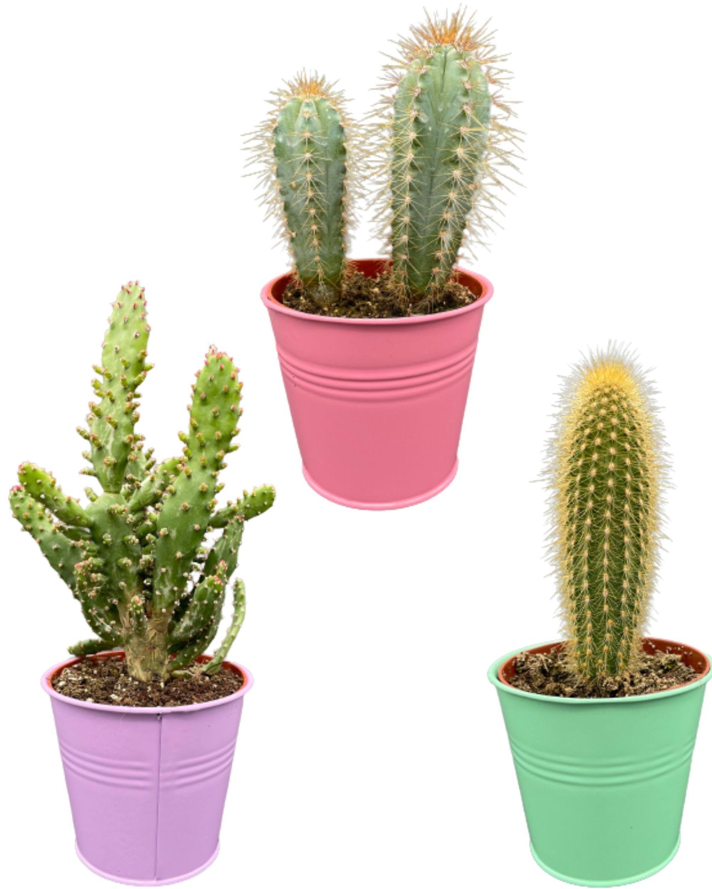 Cactus Palen Mix - ↕15-20cm (3 Stuks) - Zonder pot