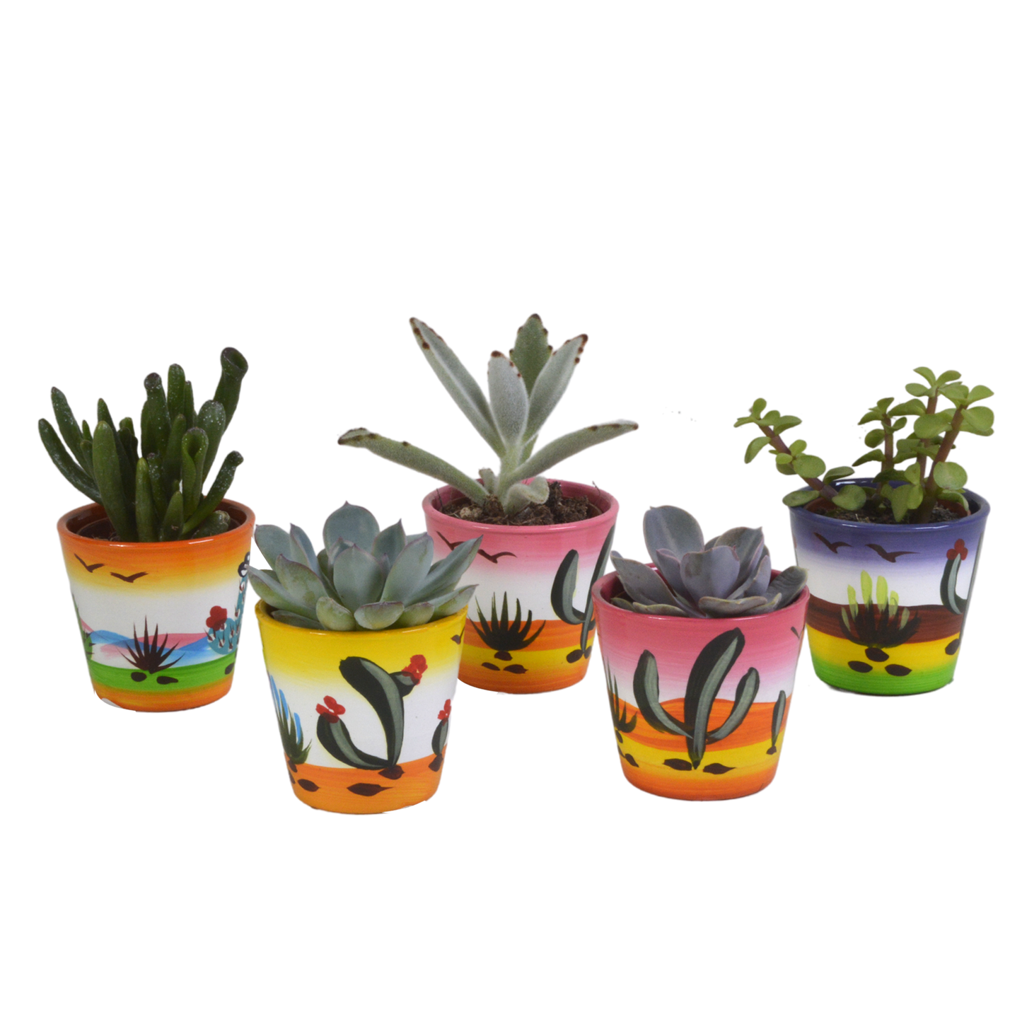 Vetplanten mix ↕10-15cm (5 Stuks) - in gekleurde plastic pot