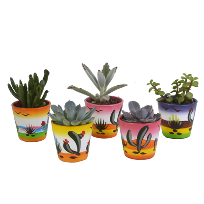 Vetplanten mix ↕10-15cm (5 Stuks) - in gekleurde plastic pot