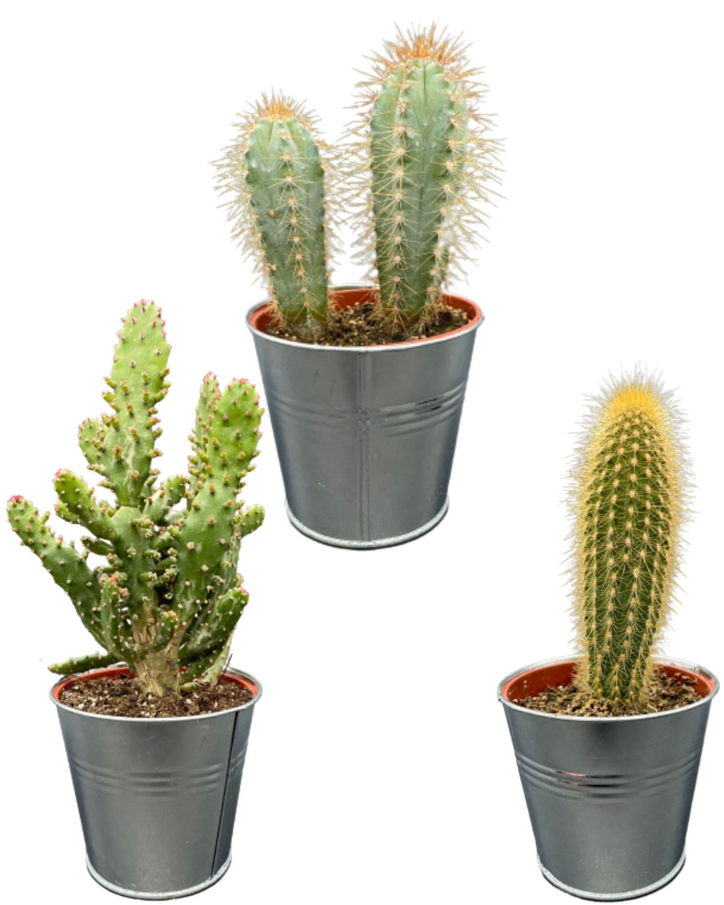 Cactus Palen Mix - ↕15-20cm (3 Stuks) - Colored Zinc