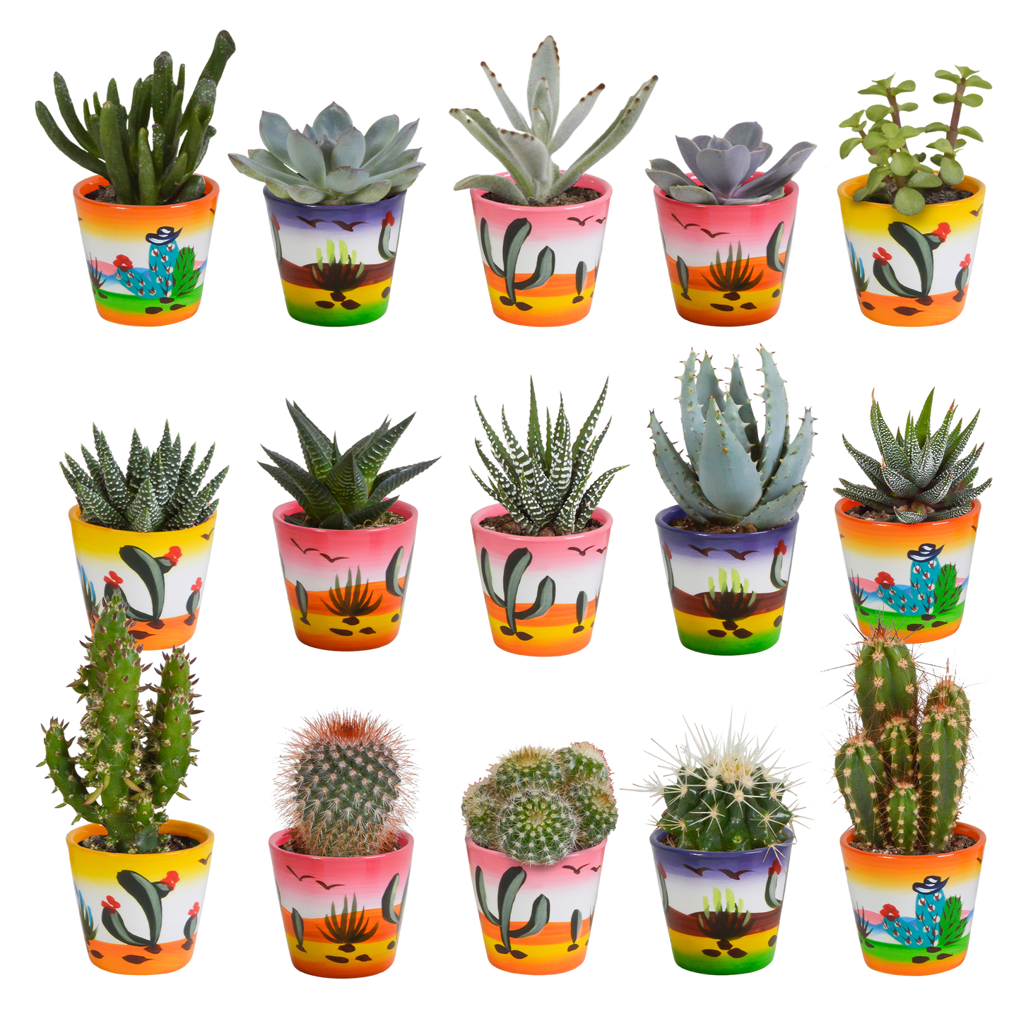 Cactus en vetplanten mix | 15 stuks - in witte pot