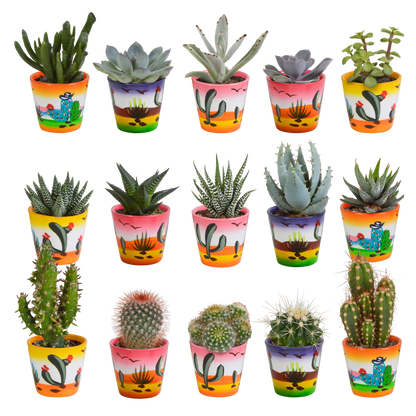 Cactus en vetplanten mix | 15 stuks - in witte pot