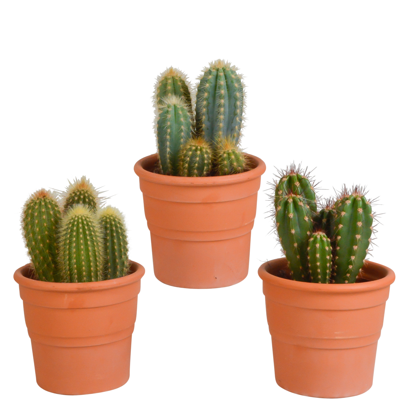 Cereus mix ↕15-25cm (3 Stuks) - in Mexicaanse pot