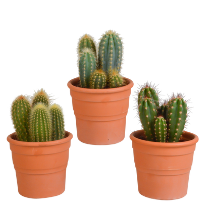 Cereus mix ↕15-25cm (3 Stuks) - in Mexicaanse pot