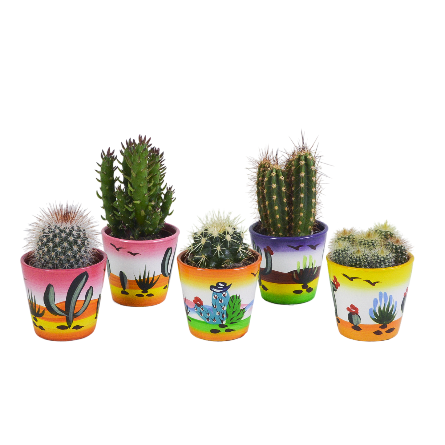 Cactus mix ↕10-15cm (5 Stuks) - in gekleurde plastic pot