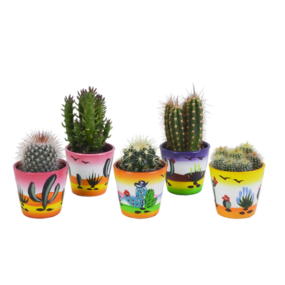 Cactus mix ↕10-15cm (5 Stuks) - in gekleurde plastic pot