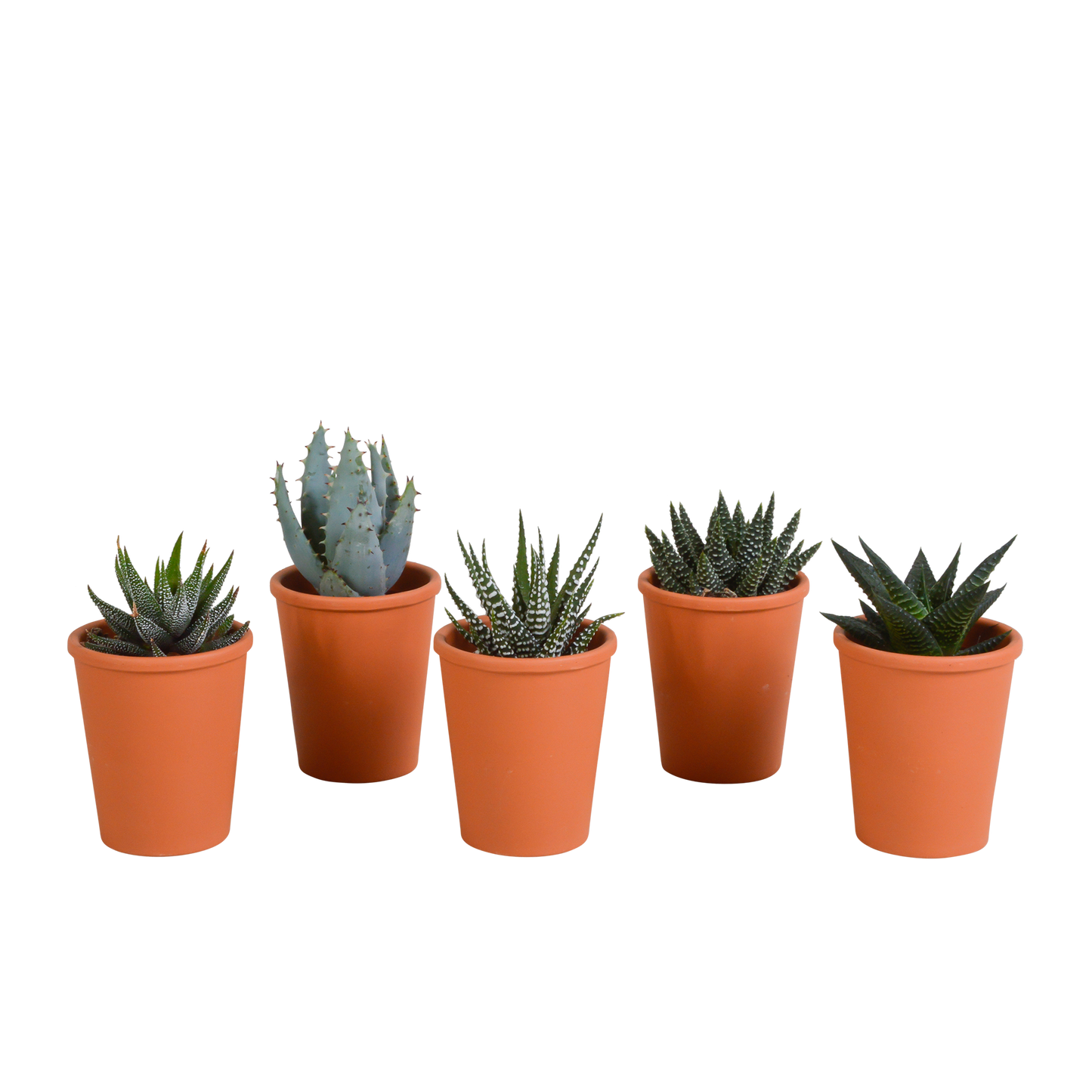 Gasteria/Haworthia mix (5 stuks) - ↕8-13cm - in gekleurde plastic pot