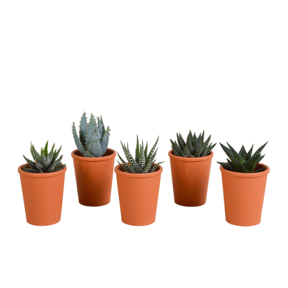 Gasteria/Haworthia mix (5 stuks) - ↕8-13cm - in gekleurde plastic pot